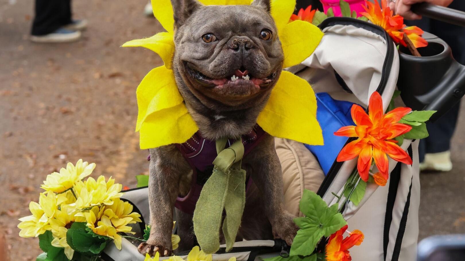 PHOTOS: Boo-le-Bark on the Boulevard